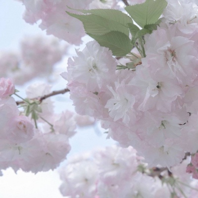 兽设校园场景创作兽圈社群